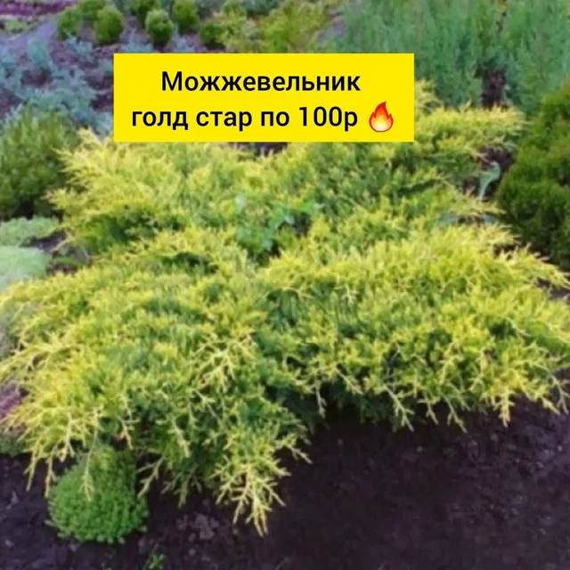 Можжевельник голд стар - частное объявление в Белгород