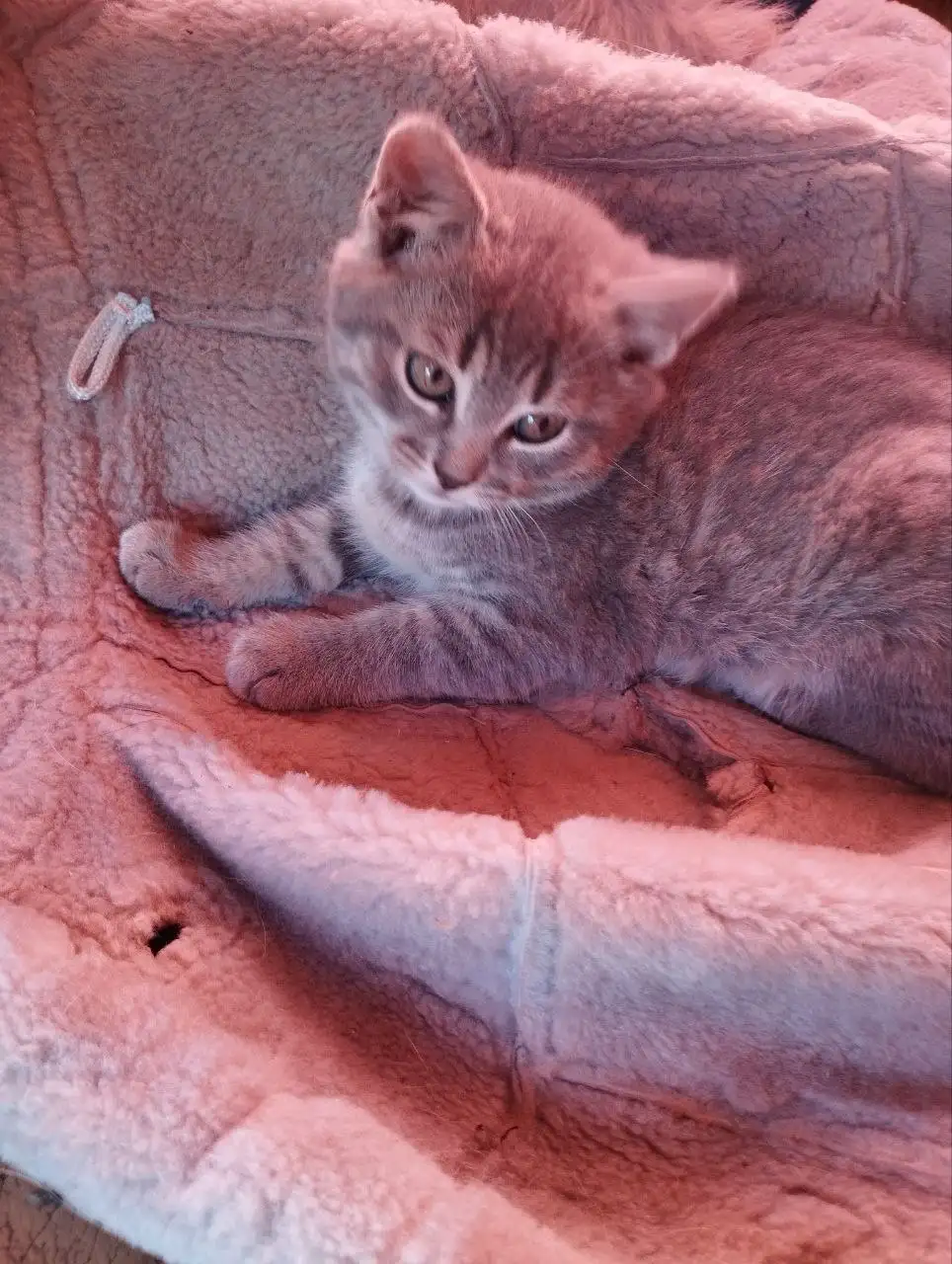 Котенок девочка 2 месяца в добрые руки - Кошки (Животные) в Белгород