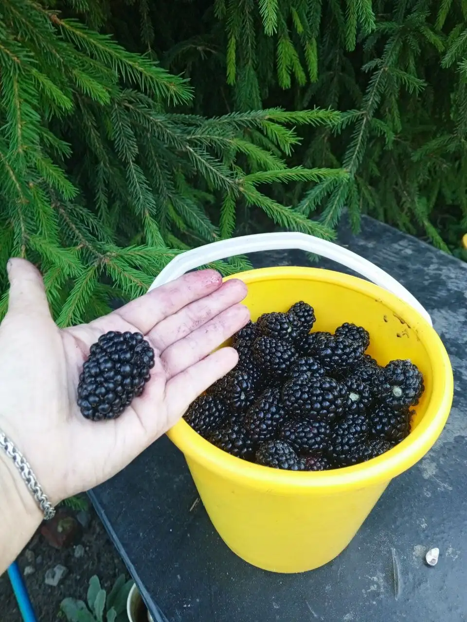Продам саженцы не колючей ежевики - Растения (Хобби и отдых) в Белгород