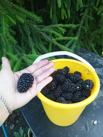 Продам саженцы не колючей ежевики - Цветы и растения в Белгород