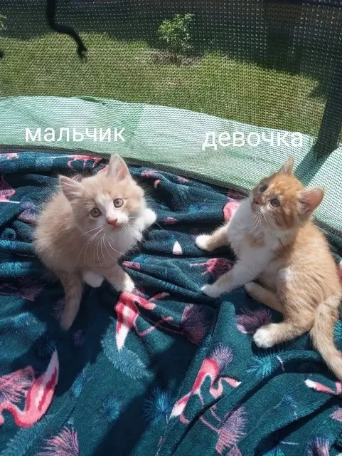 Котята в добрые руки - Щенки в Белгород