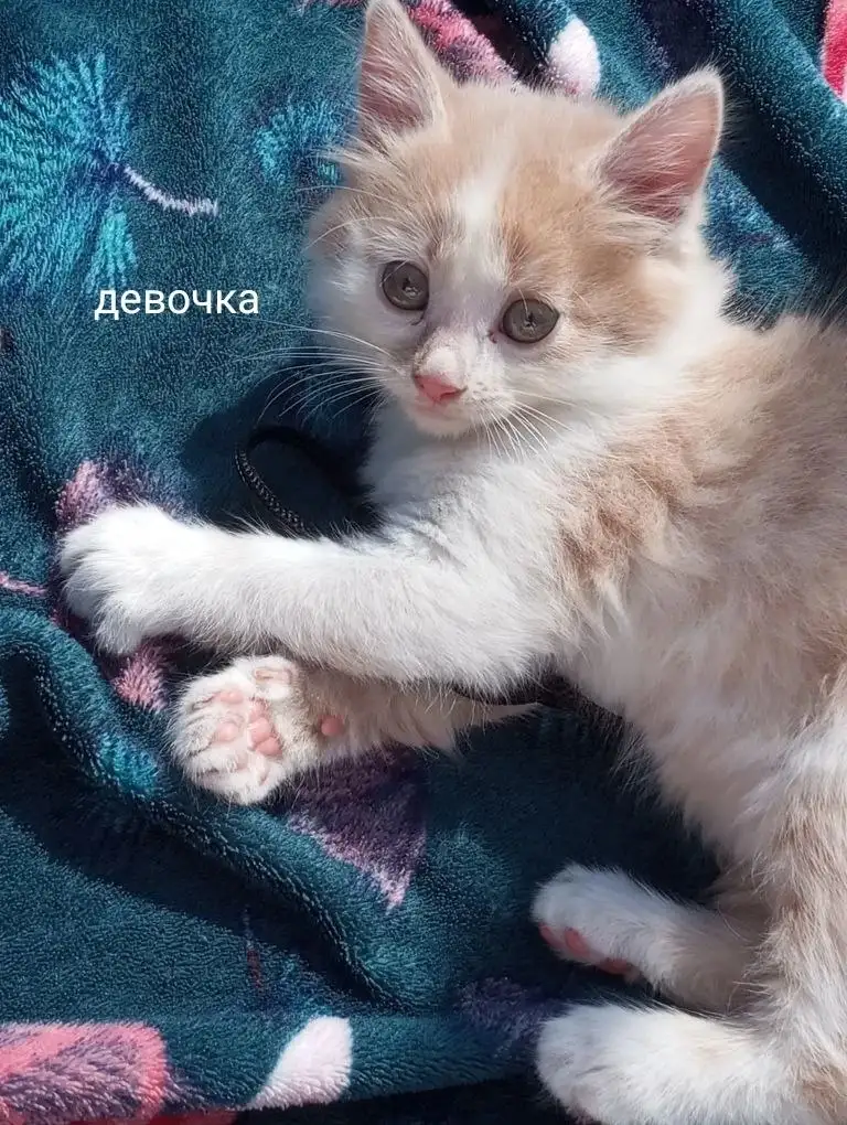Котята в добрые руки - Кошки (Животные) в Белгород