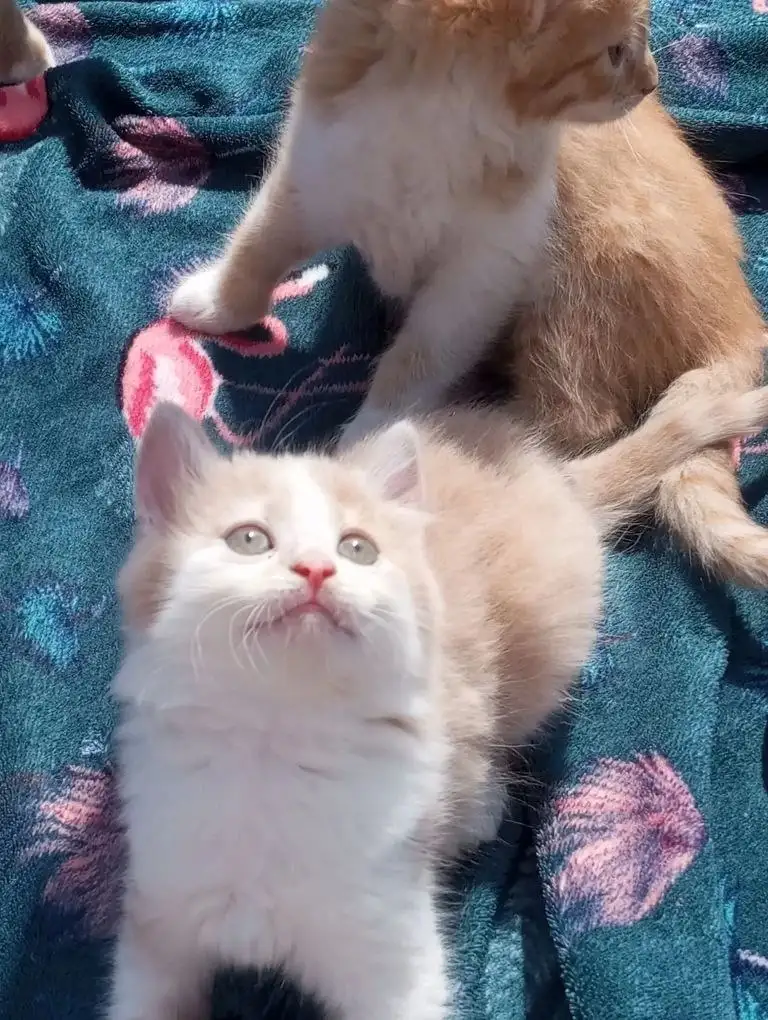 Котята в добрые руки - Кошки (Животные) в Белгород