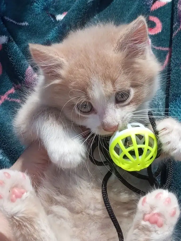 Котята в добрые руки - Кошки (Животные) в Белгород