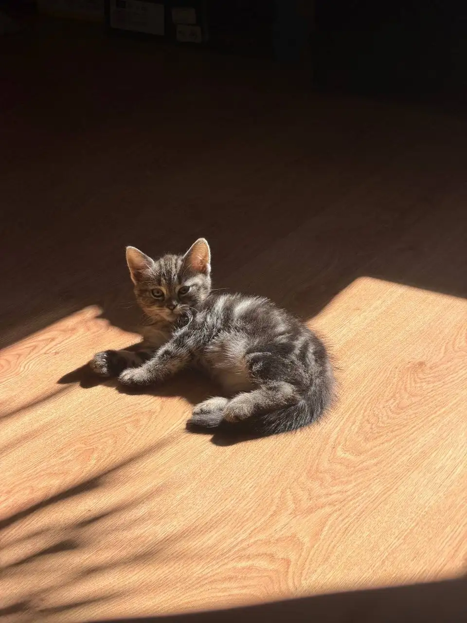 Отдам котенка в добрые руки - Кошки (Животные) в Белгород