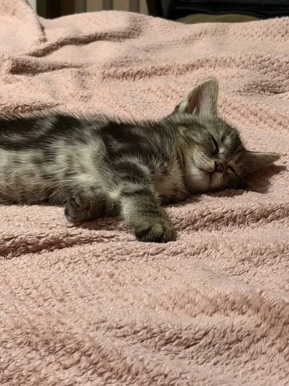 Отдам котенка в добрые руки - Кошки (Животные) в Белгород
