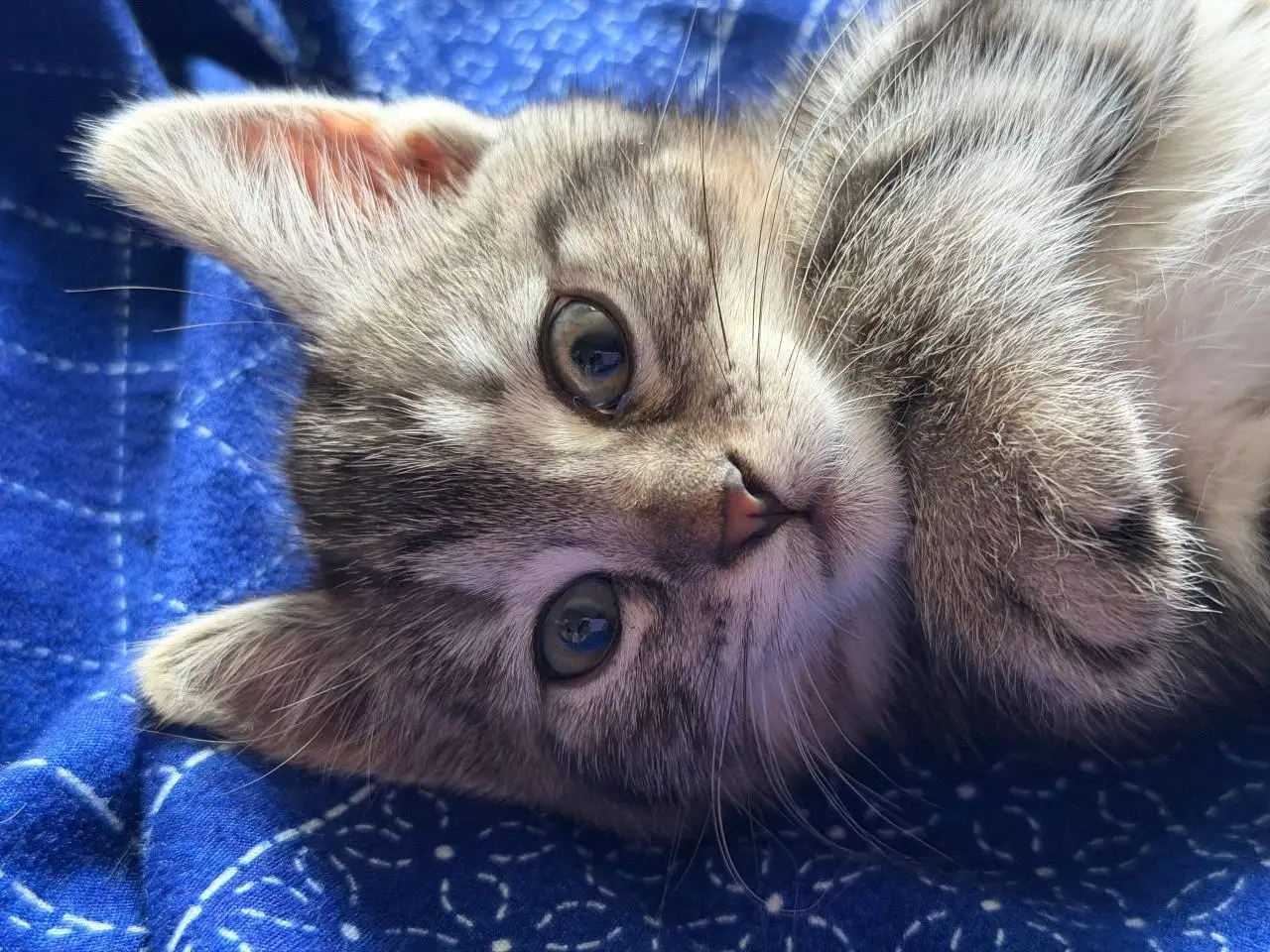 Отдам котенка в добрые руки - Кошки (Животные) в Белгород