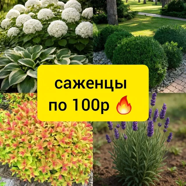 Растения для сада - Цветы и растения в Белгород