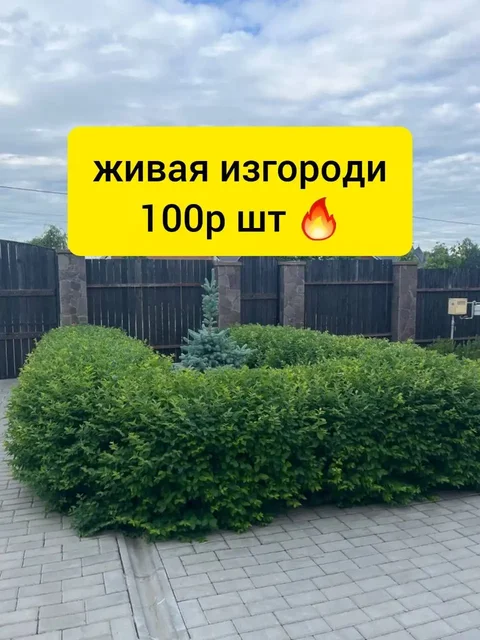 Саженцы снежноягодника для живой изгороди - частное объявление в Белгород