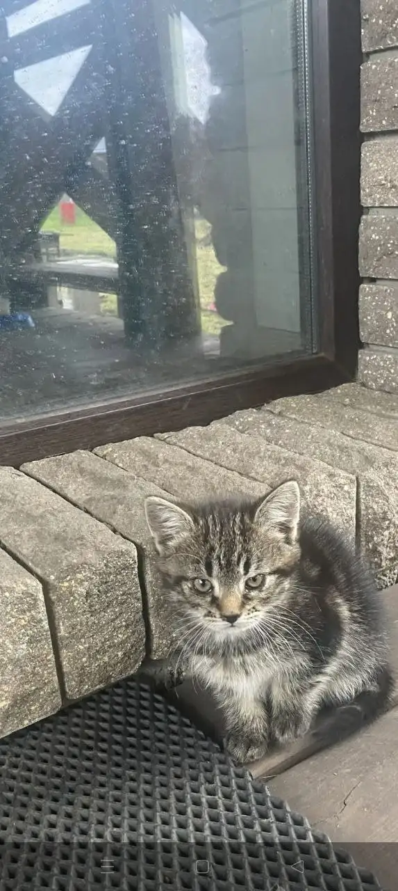 Отдам двух котят: рыжий мальчик и серая девочка - Кошки (Животные) в Белгород