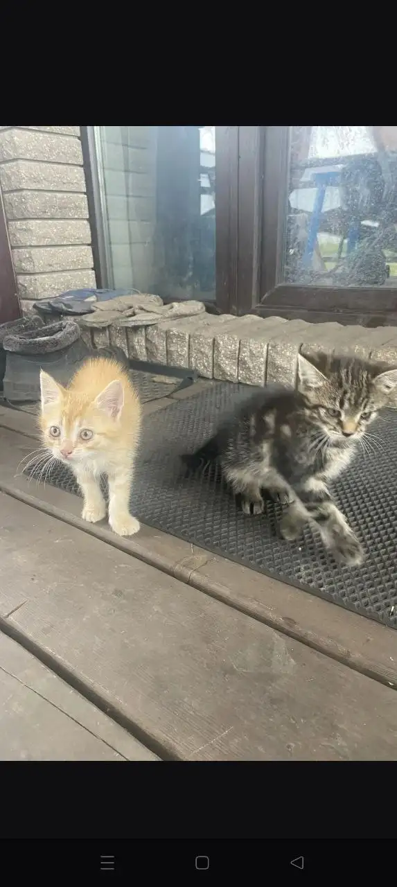 Отдам двух котят: рыжий мальчик и серая девочка - Кошки (Животные) в Белгород