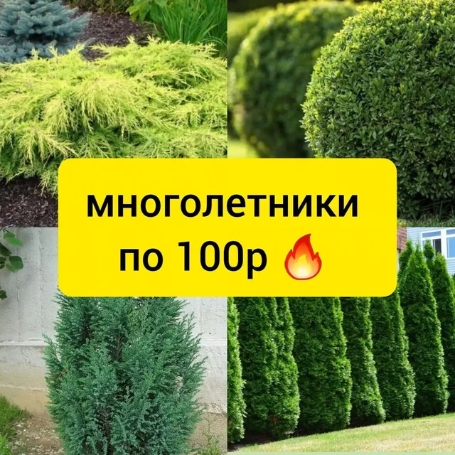 Многолетники для сада по 100 рублей - Снаряжение в Белгород