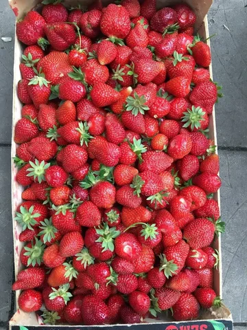 Продажа домашней клубники - Продукты питания в Белгород