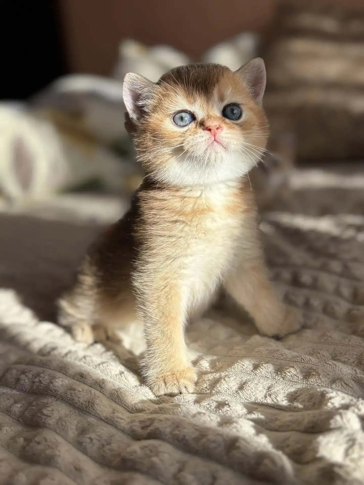 Продажа чистокровных шотландских котят - Кошки (Животные) в Белгород