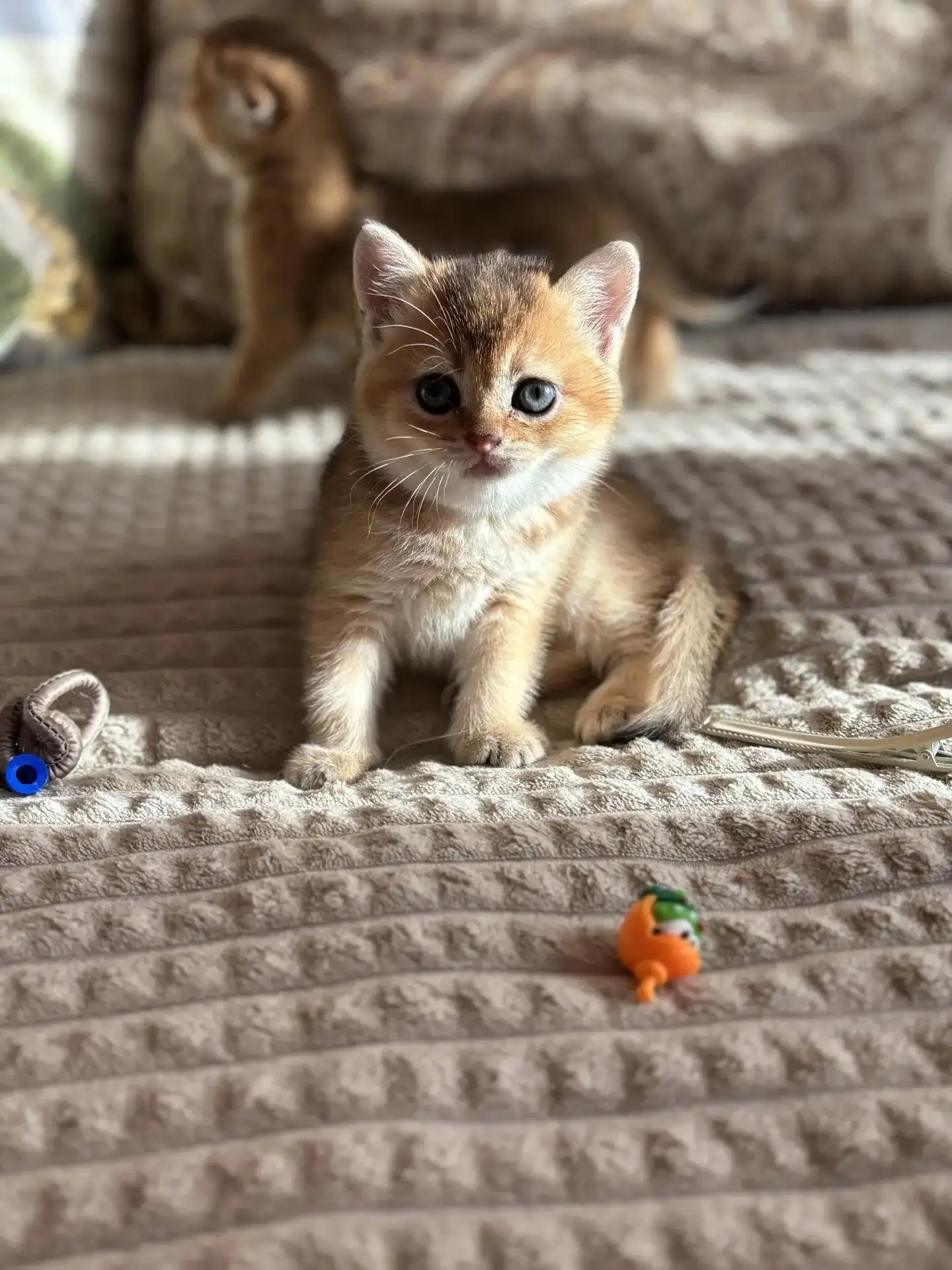 Продажа чистокровных шотландских котят - Кошки (Животные) в Белгород