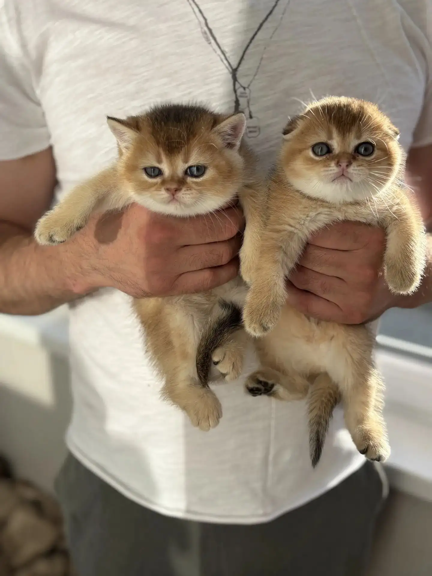 Продажа чистокровных шотландских котят - Кошки (Животные) в Белгород