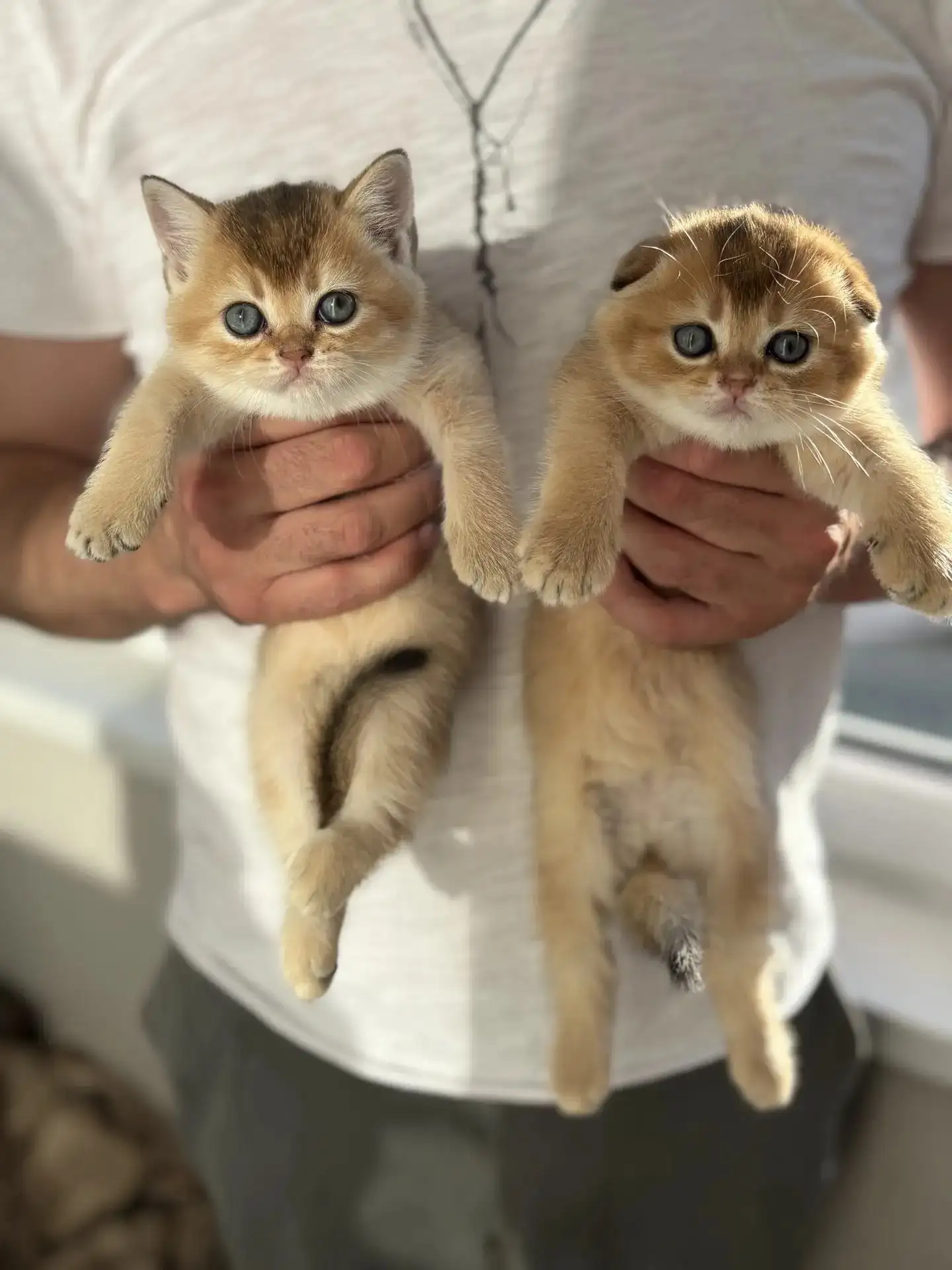 Продажа чистокровных шотландских котят - Кошки (Животные) в Белгород