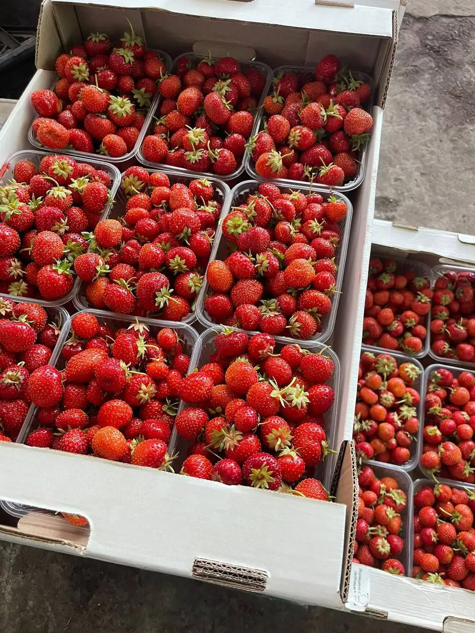 Продажа клубники сорта Корона - Продукты питания в Белгород