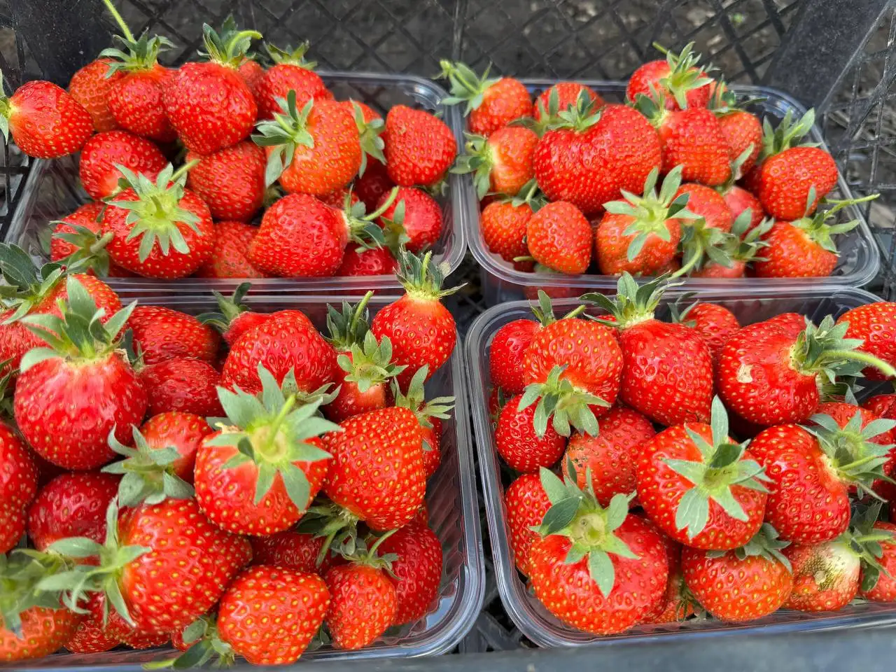 Продажа клубники сорта Корона - Продукты питания в Белгород