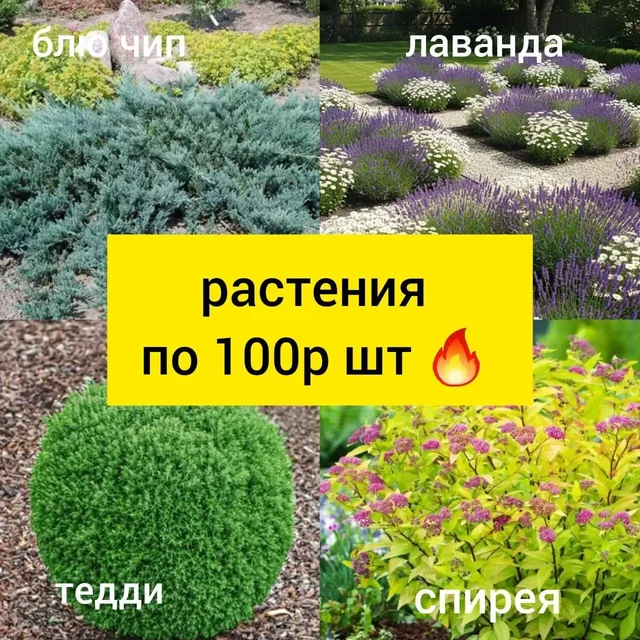 Саженцы растений в горшочках по 100 рублей - Саженцы в Белгород