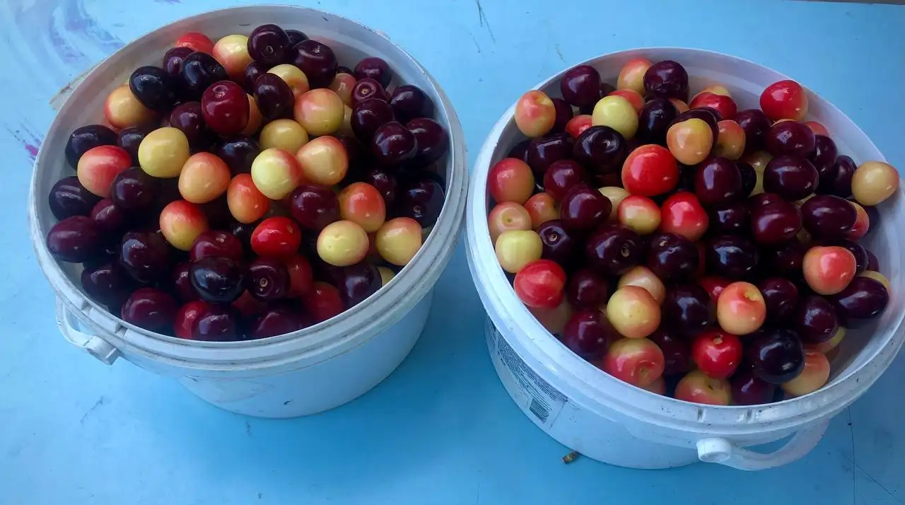 Продажа черешни - Продукты в Белгород