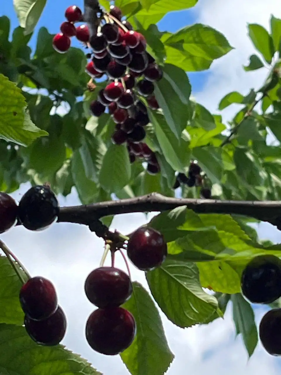 Продажа черешни - Продукты в Белгород