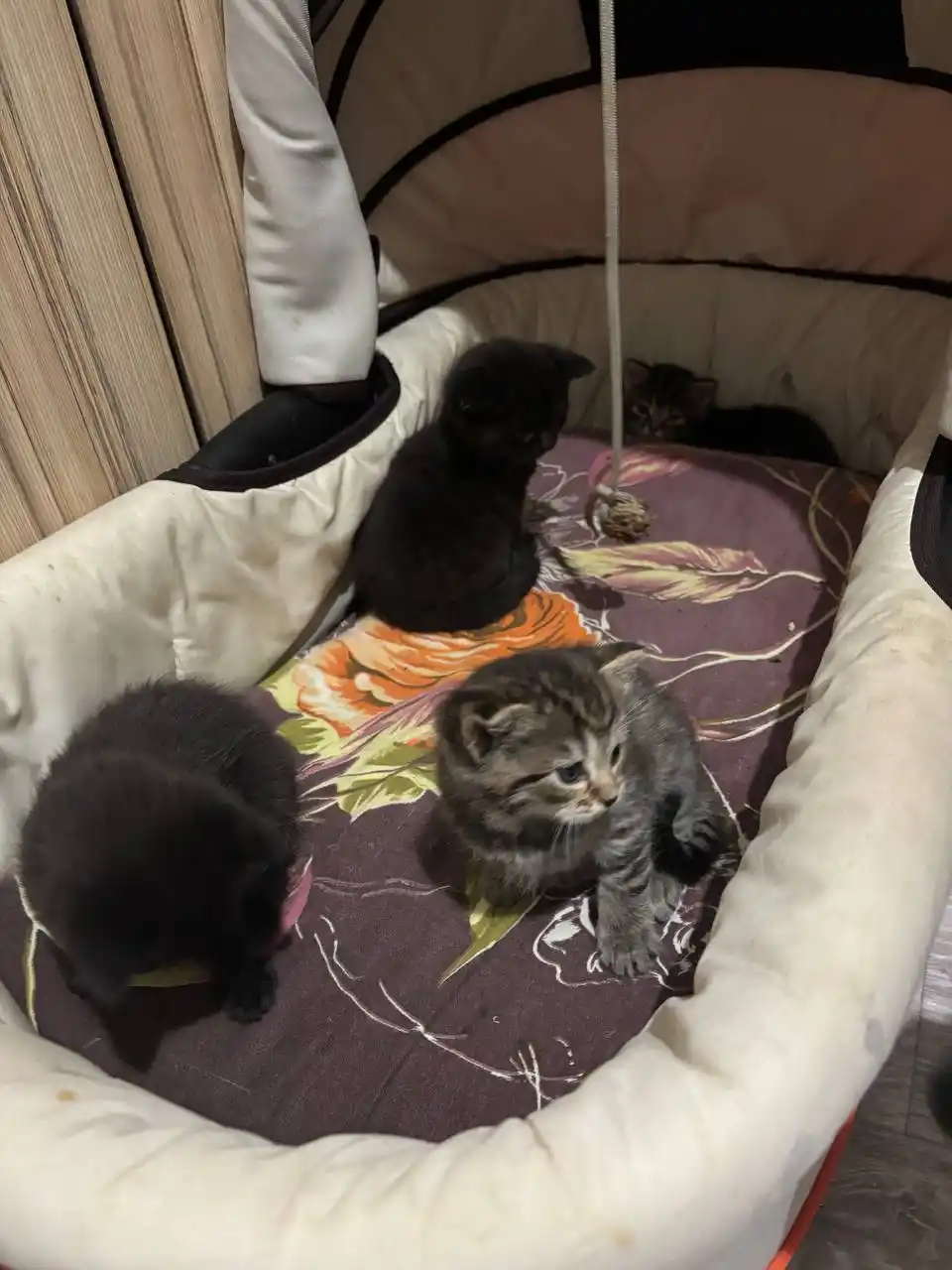 Котята Майнкуна