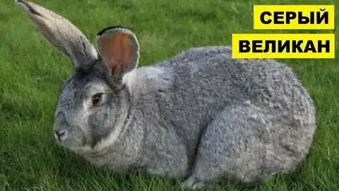 Продаются кролики