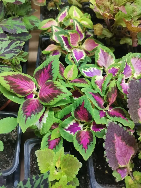 Распродажа колеусов в горшочках - Хобби и отдых в Белгород