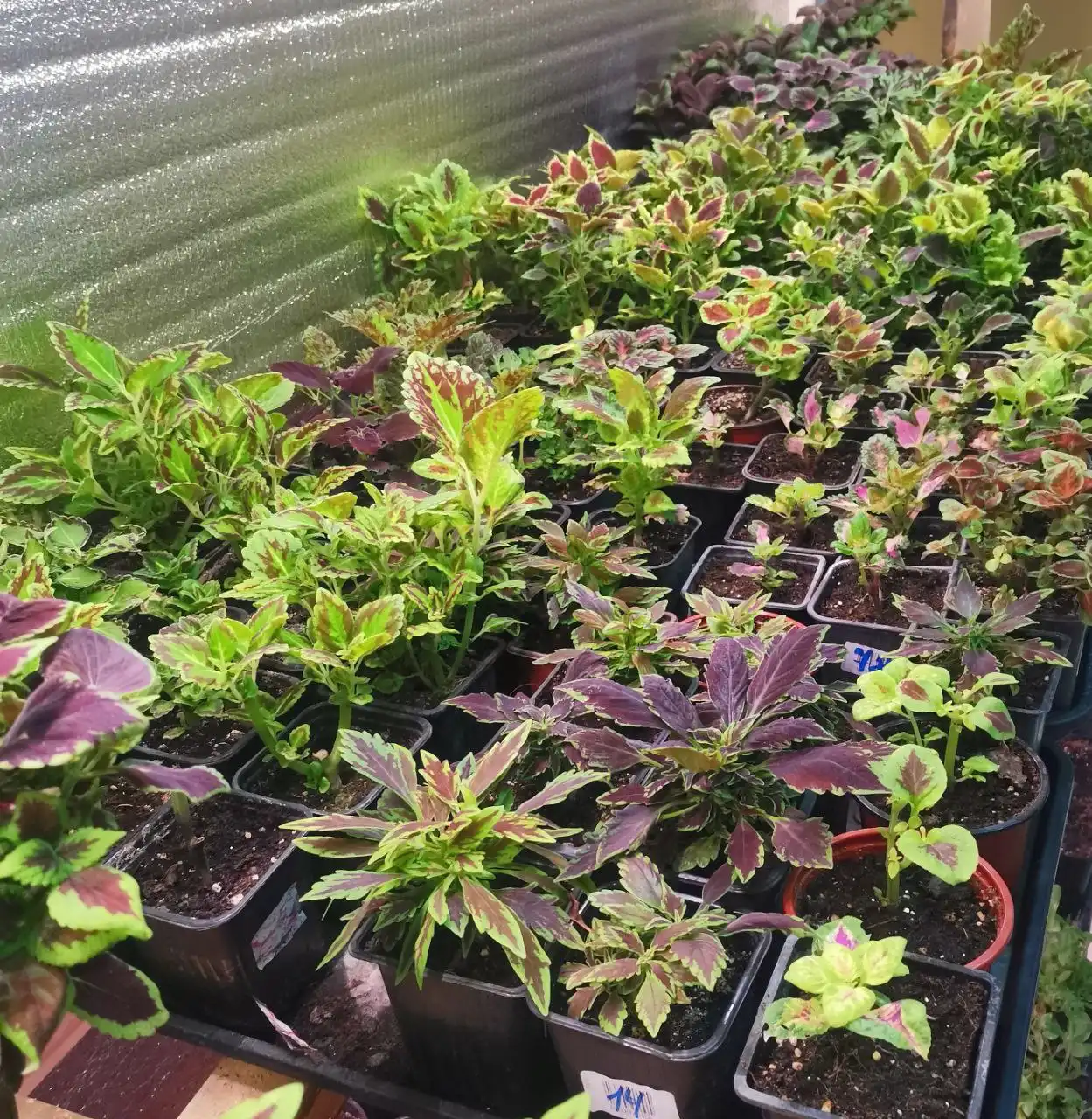 Распродажа колеусов в горшочках