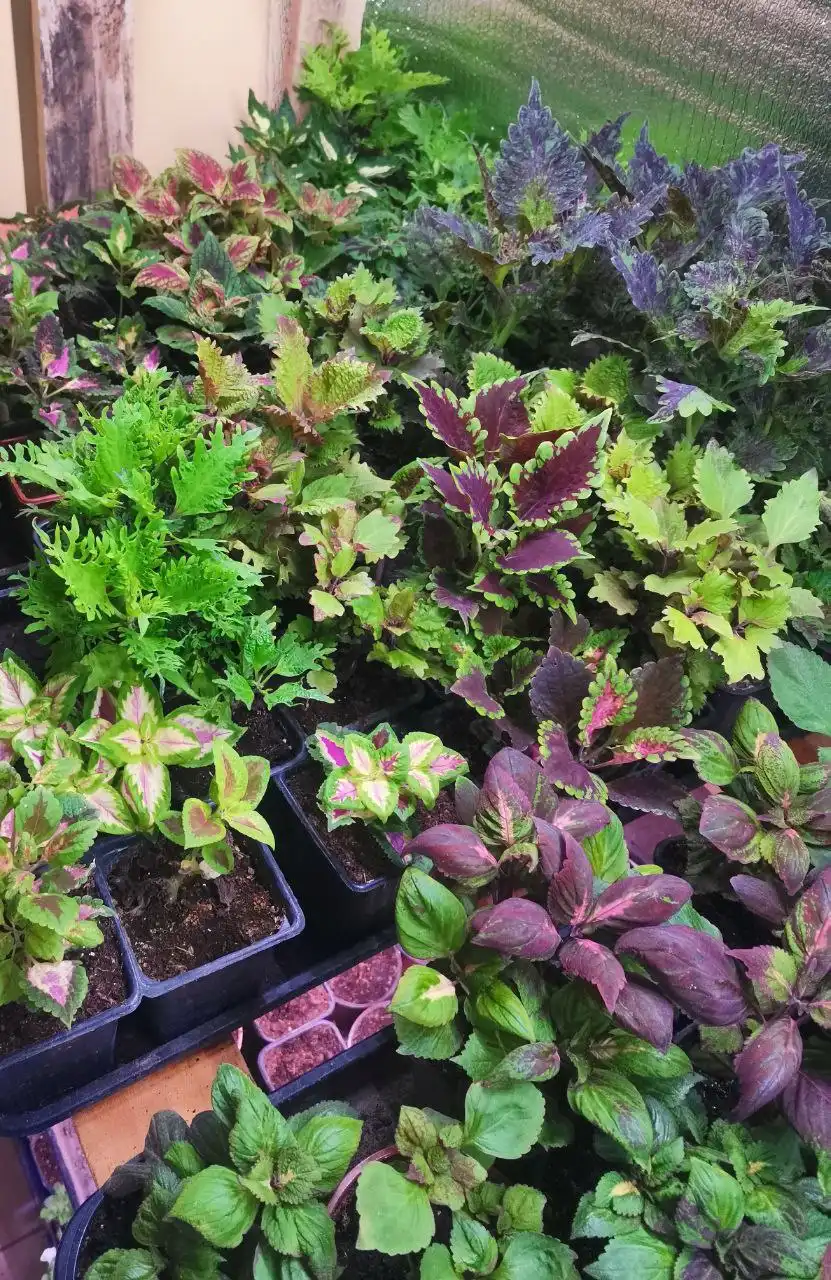 Распродажа колеусов в горшочках