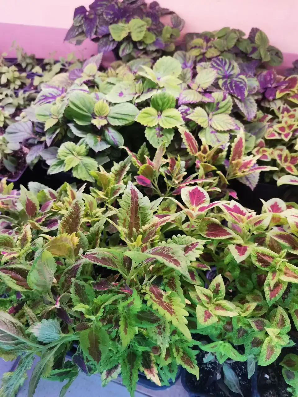 Распродажа колеусов в горшочках