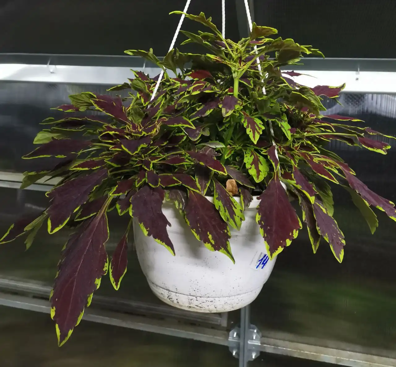 Распродажа колеусов в горшочках