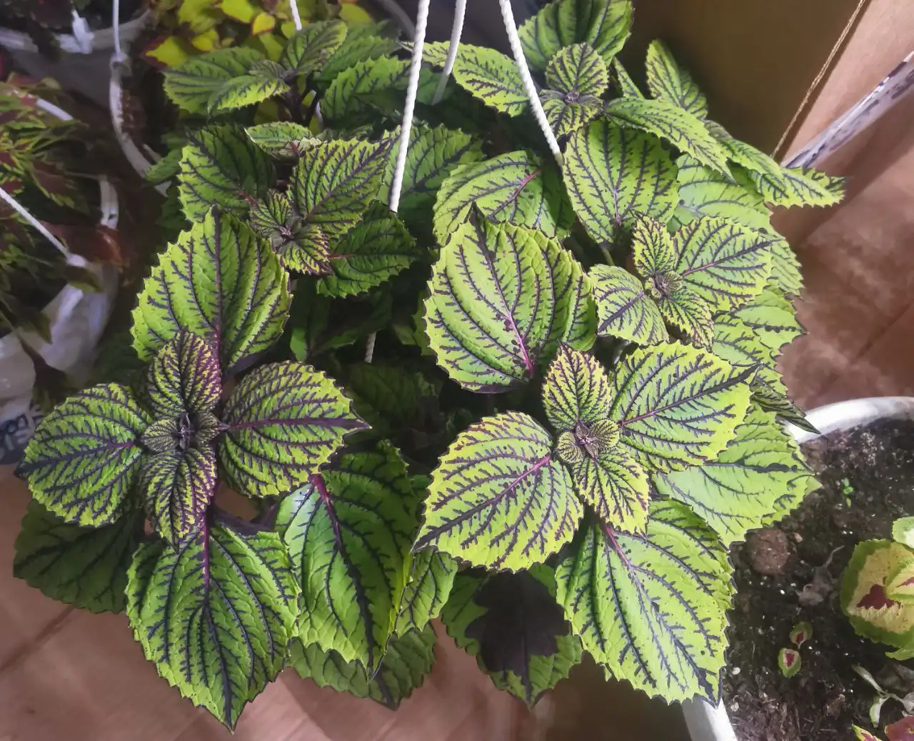 Распродажа колеусов в горшочках