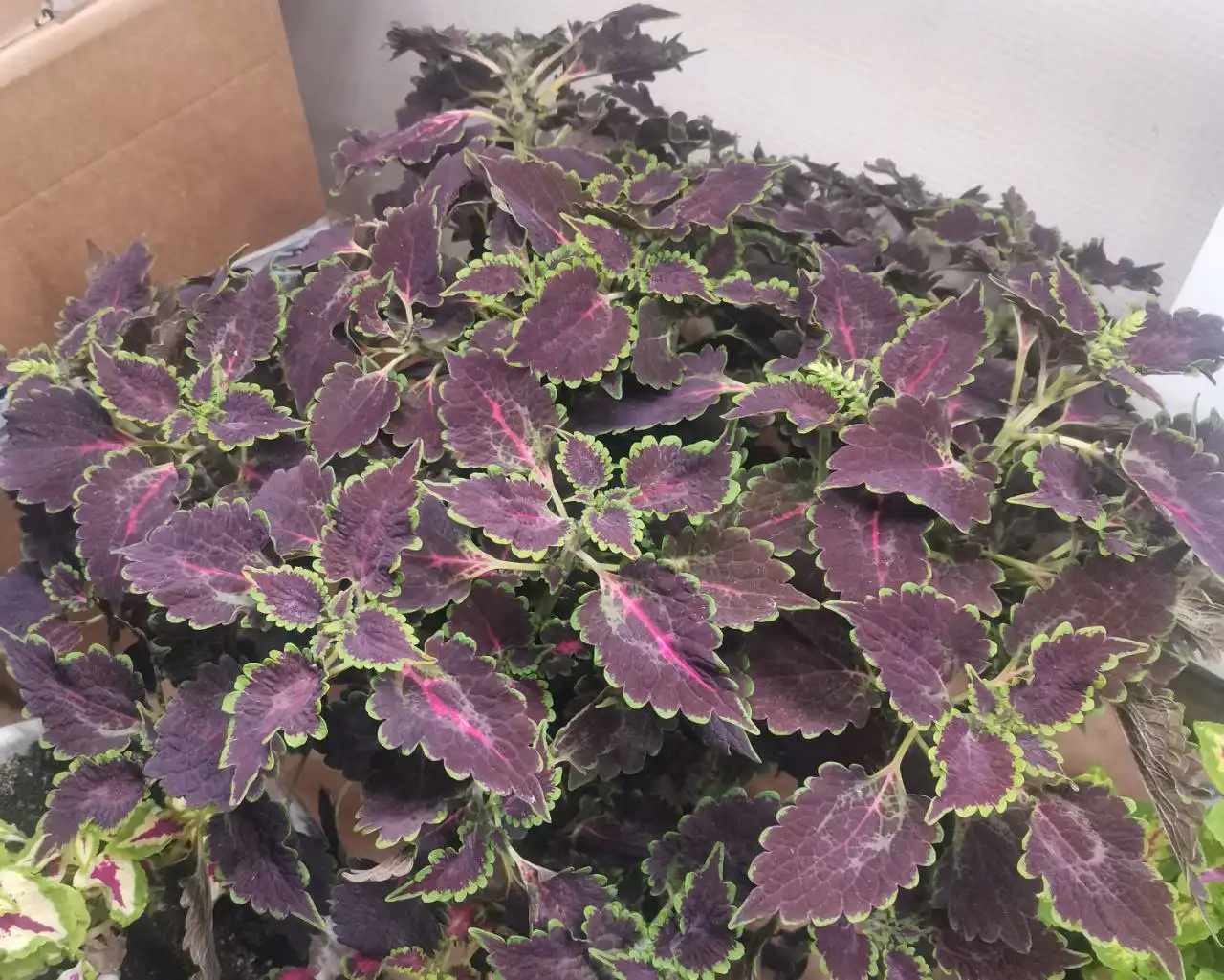 Распродажа колеусов в горшочках