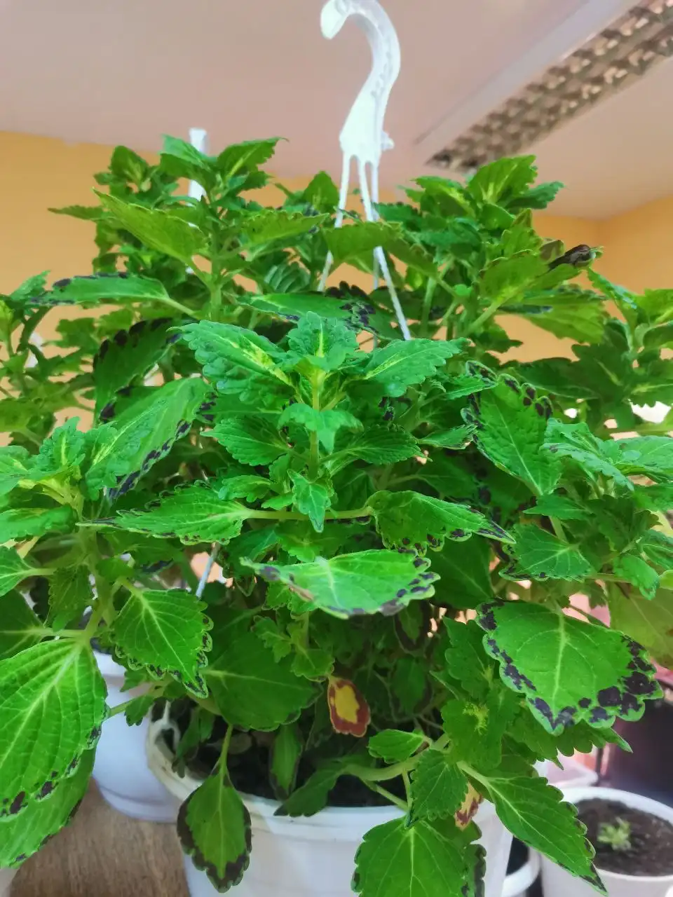 Распродажа колеусов в горшочках