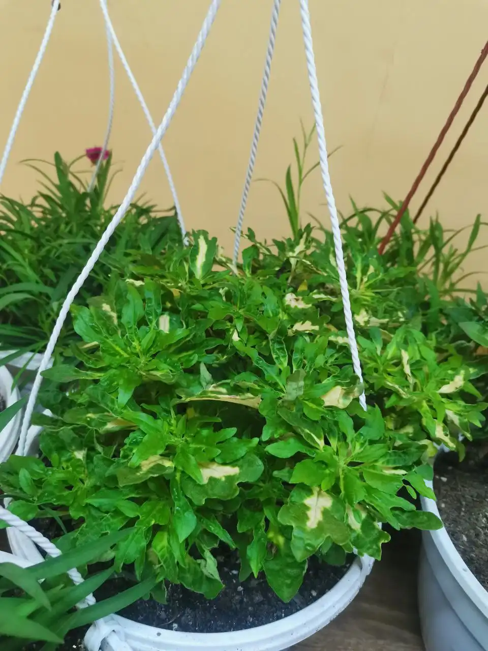 Распродажа колеусов в горшочках