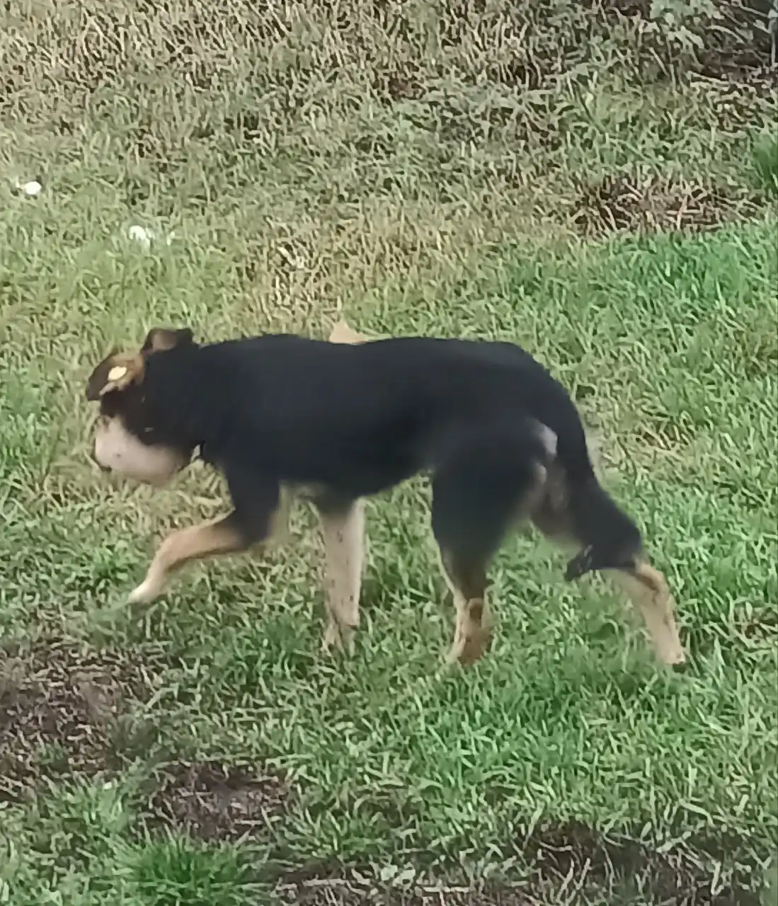 Поиск собаки с опухолью в селе Пушкарное