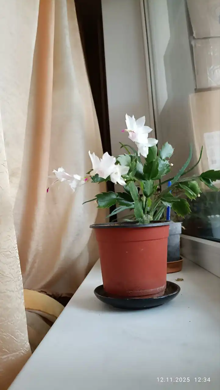 Декабрист белый и розовый