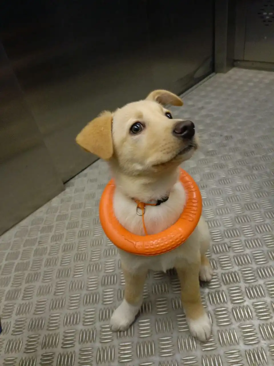 Отдам щенка в добрые руки