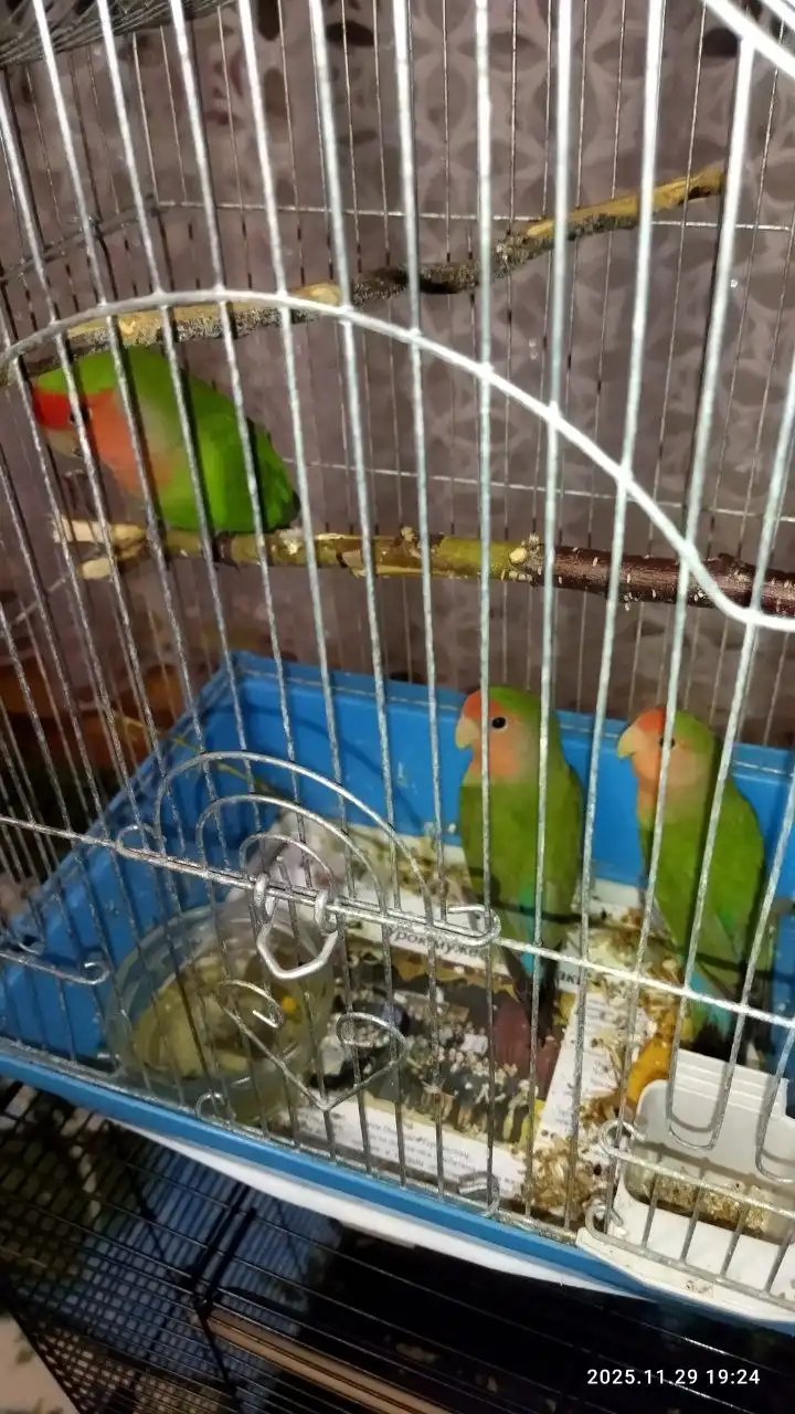 Продажа попугайчиков домашнего разведения