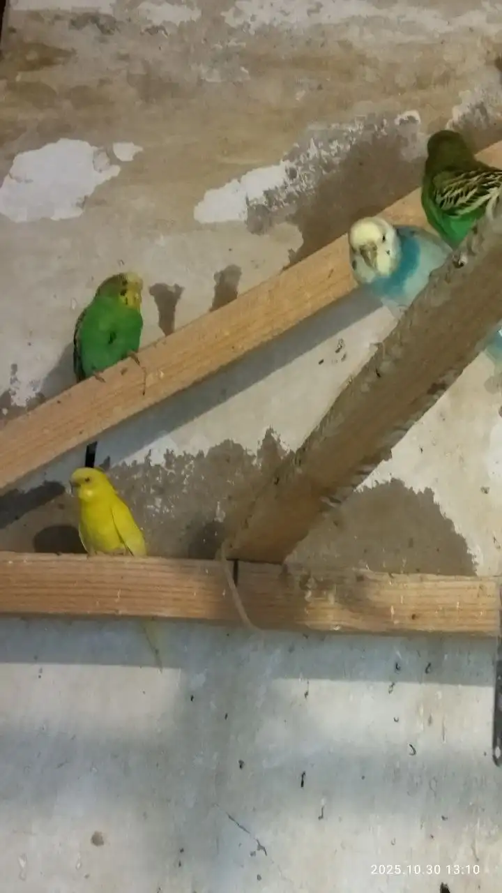 Продажа попугайчиков домашнего разведения