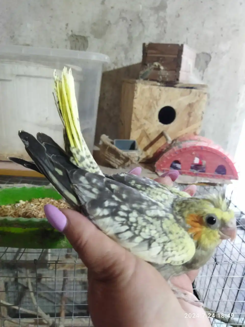 Продажа попугайчиков домашнего разведения