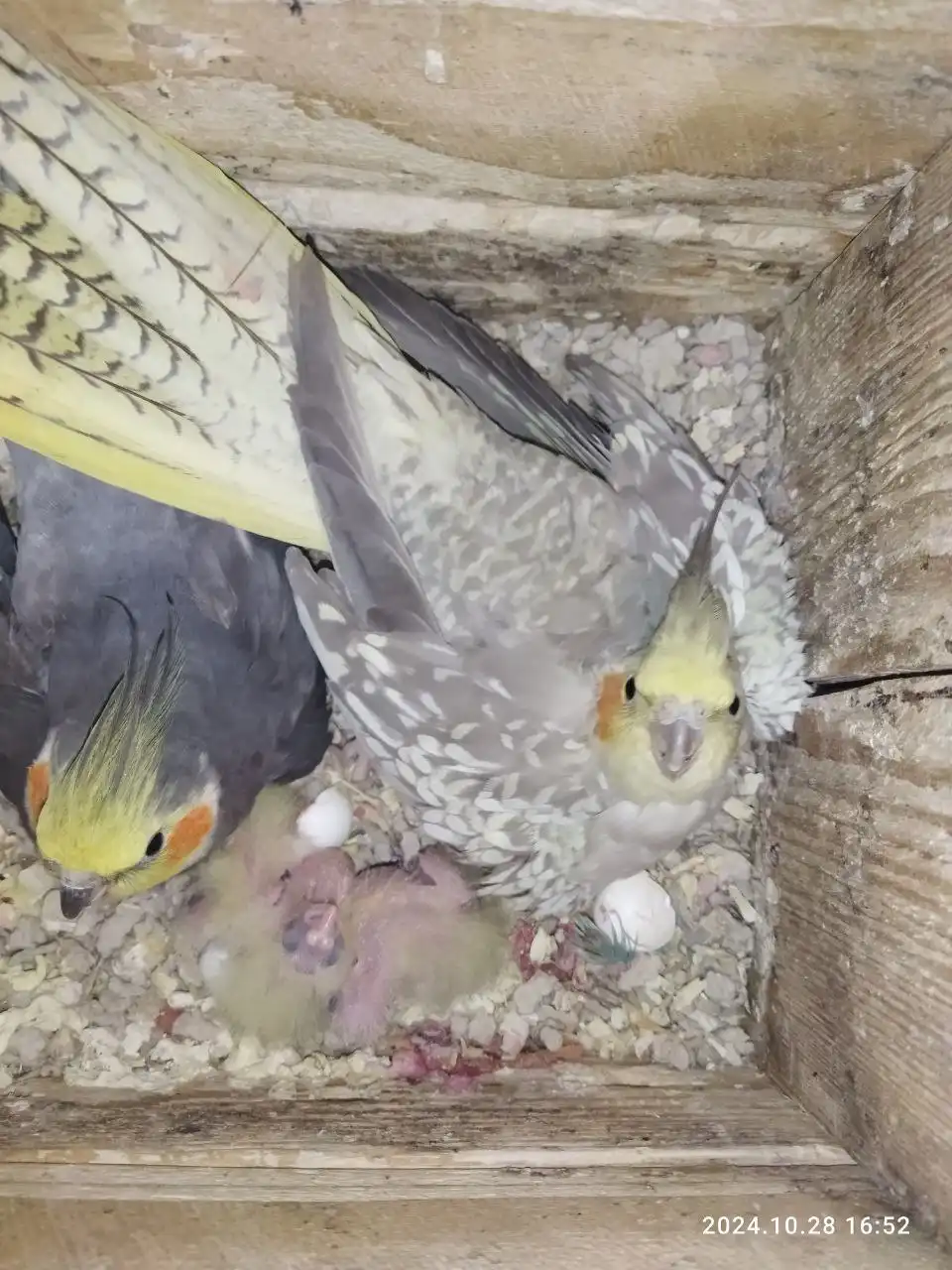 Продажа попугайчиков домашнего разведения