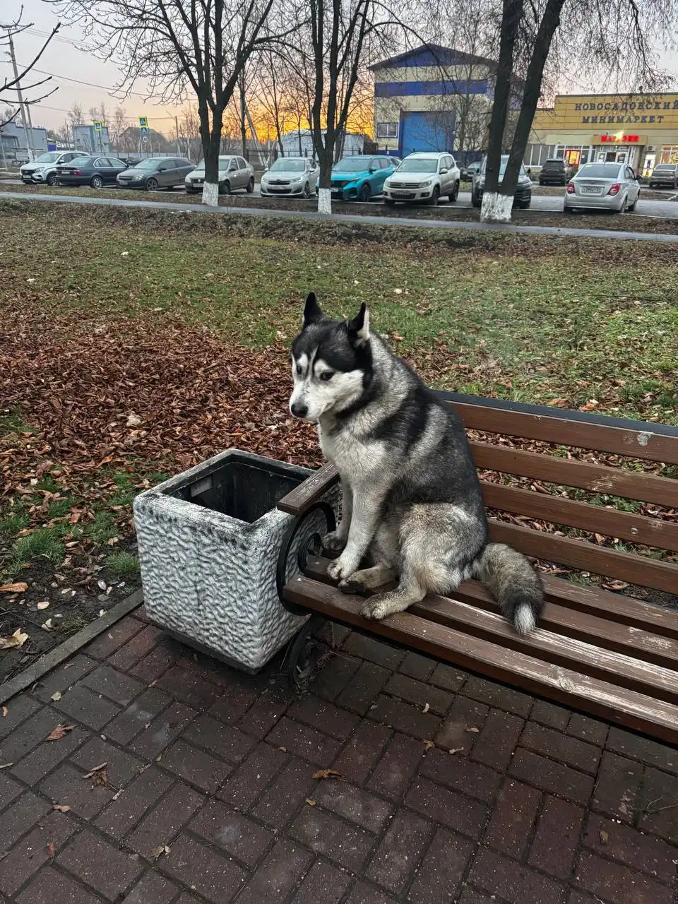 Молодой щенок хаски ищет дом