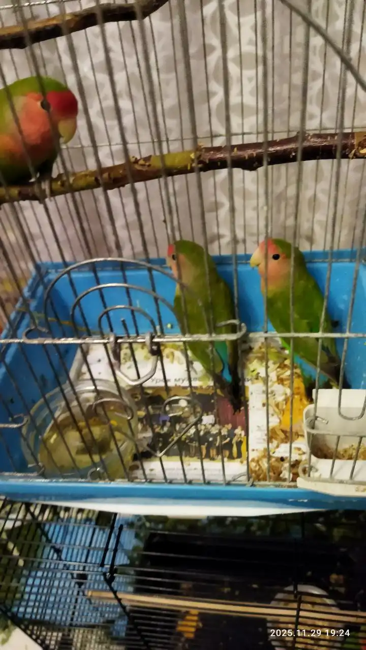 Продажа попугайчиков домашнего разведения