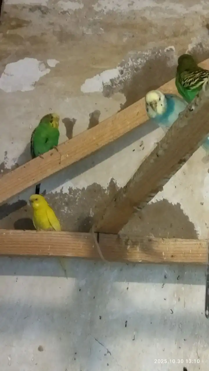 Продажа попугайчиков домашнего разведения