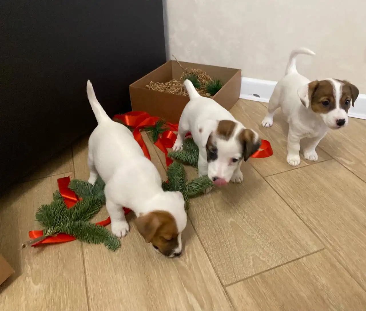 Щенки Джек-Рассел Терьера в Белгороде