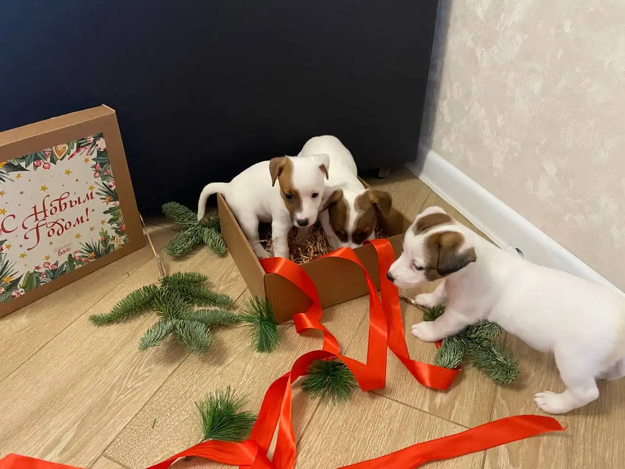 Щенки Джек-Рассел Терьера в Белгороде