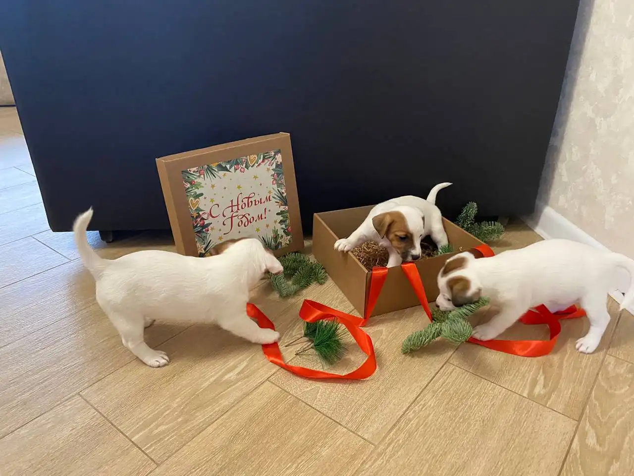 Щенки Джек-Рассел Терьера в Белгороде